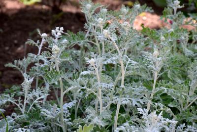 Прикрепленное изображение: 153.JPG